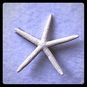 Starfish hair clip